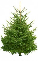 Tree Carpathian 200-250sm Choice